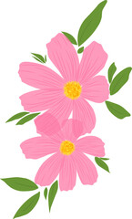 Two Pink Cosmos Flowers with Leaves