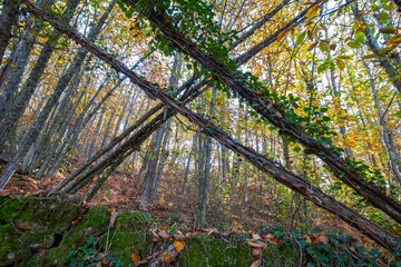 Print of an autumn forest with fallen trees covered in ivy on a path of leaves.