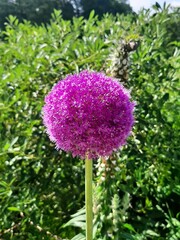 Lila blühender Riesenlauch im Garten