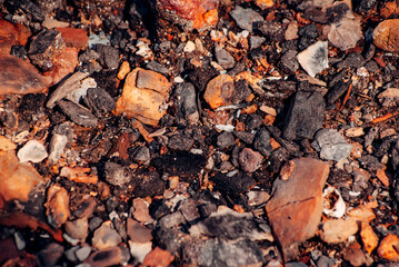 autumn leaves on the ground