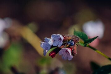 bee on a flower