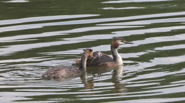 Great Crested Grebe (Podiceps cristatus) family, one adult feeding a fish to one of the young chicks carried on the back of the other parent. Late July, Kent, UK [Half speed]