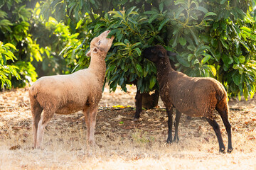 Two sheep eating leaves from orchard tree