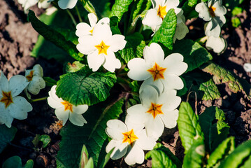 spring flowers in the garden