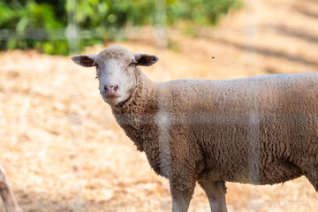 Fototapeta premium A woolly sheep stands behind a wire fence, gazing directly at the camera in a dry, sunlit pasture.