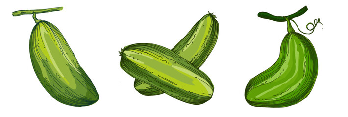 Cucumber vegetable illustration for healthy eating and vegan diet concept delicious food vector. Vintage-style etching, perfect for packaging, prints, menus, and digital designs.