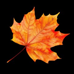 Fototapeta premium A single, vibrant orange and yellow maple leaf, isolated on a black background, showcasing its intricate venation and serrated edges