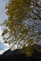 Obraz premium Buche in herbstlichem Kleid vor den Bergen an der Grenze zwischen Österreich und Schweiz