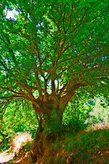 Majestic chestnut tree standing in the forest during a sunny summer day