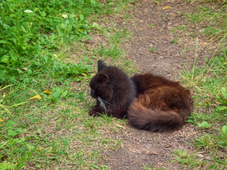 A dark brown furry cat resting on a dirt path
