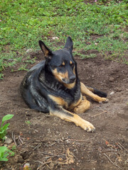 A mixed breed dog with black and tan fur resting in the dirt