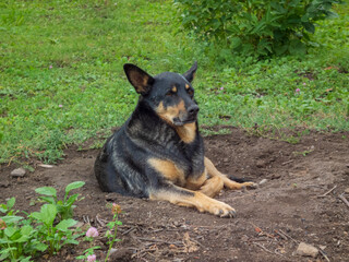A mixed breed dog with black and tan fur resting in the dirt