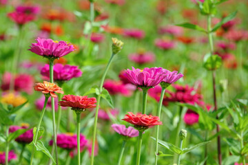 강원도 평창군 백일홍 축제장의 풍경