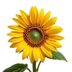 Fototapeta premium Bright Yellow Sunflower Blooming in Nature Close-Up Shot Vibrant Colors Outdoor Garden View