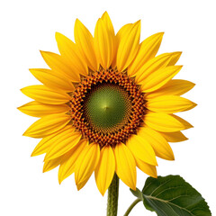 Fototapeta premium Vibrant Sunflower Blooming in Nature's Garden Close-Up Photography Bright Yellow Petals Outdoor Setting