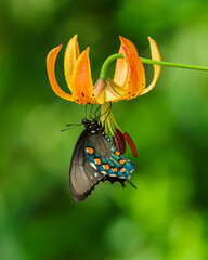 A pipevine swallowtail butterfly feeding on a Turk's Cap lily flower