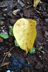 Yellow Leaf on Moist Soil