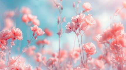 Naklejka premium Soft-focus image of a field of delicate, light pink flowers against a blurred, pastel blue sky. Sunlight filters through, creating a dreamy, ethereal atmosphere