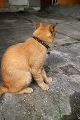 Ginger Cat with Black Collar Sitting on Concrete