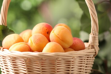 Fresh ripe apricots in wicker basket outdoors, closeup