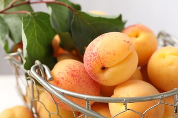 Fresh ripe apricots in metal basket and green leaves, closeup