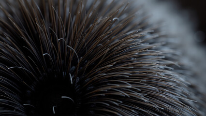 Fototapeta premium A close-up of a black cat's fur, showcasing its texture and the subtle variations in color.