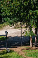 Lanterns among the pines