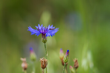 Blue cornflower - Centaurea cyanus in a meadow. Insects crawling on the flower