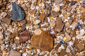 Shells with stones in the sand of the beach close-up.