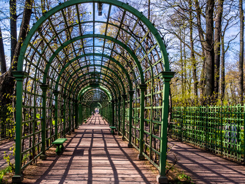 Berso in the summer garden in St. Petersburg