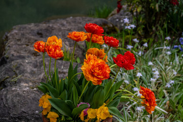 Tulip Double Beauty Apeldoorn The