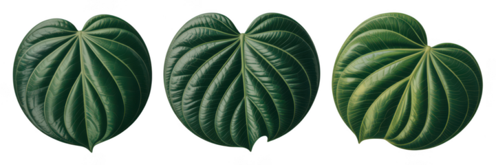 Three textured green leaves isolated on transparent background