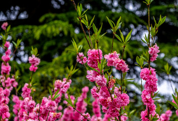 Cherry blossom branches in close-up.