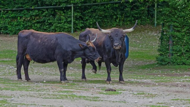 Heck cattle, Bos primigenius taurus, claimed to resemble the extinct aurochs. Domestic highland cattle
