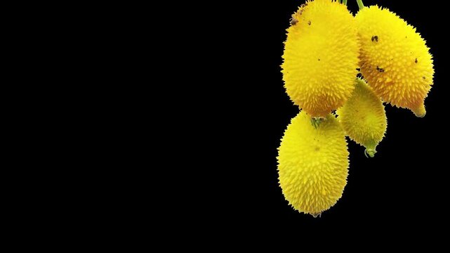 yellow Spiny gourd or spine gourd also known as bristly balsma pear, prickly carolaho isolated on white background. assamese bhat kerela	
