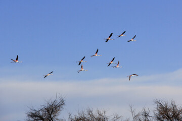 Formation de flamants rose
