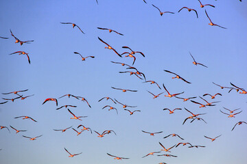 vol des flamands vers leur nids