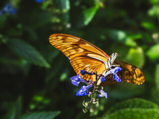 DRYAS IULIA butterfly feeding on STACHYTARPHETA JAMAICENSIS flower