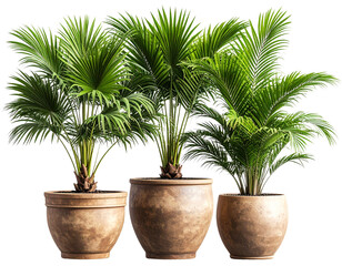 Tall and Short Palm Plants in Textured Clay Pots, isolated on a transparent background
