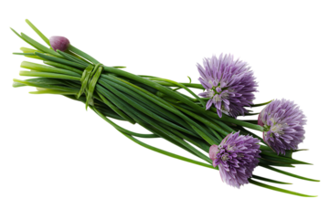 Close up of a bunch of fresh chives with blossoms.