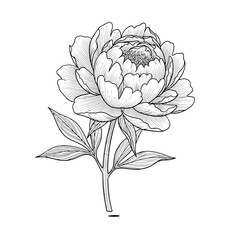 Detailed line art illustration of a blooming peony flower with leaves and stem