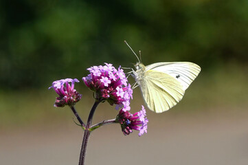 A small white butterfly, pieris rapae, perching on verbena  in a garden against a defocused background. 