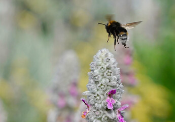 A bumblebee descending upon a lamb's ear plant in a summer garden. 