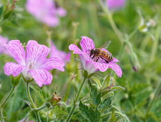 A western honey bee feeding on pollen from a geranium flower in summer. 