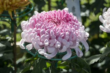 Beautiful blooming Chrysanthemum.