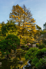 A towering ginkgo tree with golden autumn foliage stands over a tranquil Japanese garden, its brilliant yellow leaves reflected in the still waters of a pond below.