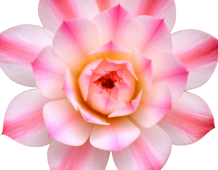 _Beautiful pink succulent with layered petals