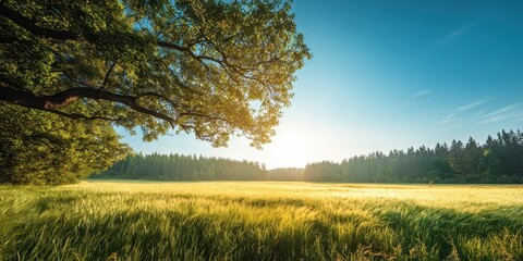 Obraz premium The serene landscape of a sunlit field under clear blue skies