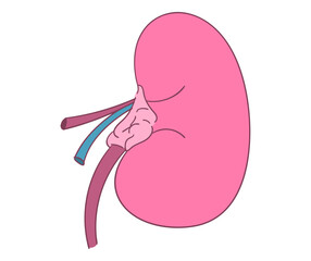 腎臓のイラスト