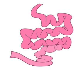 小腸のイラスト
